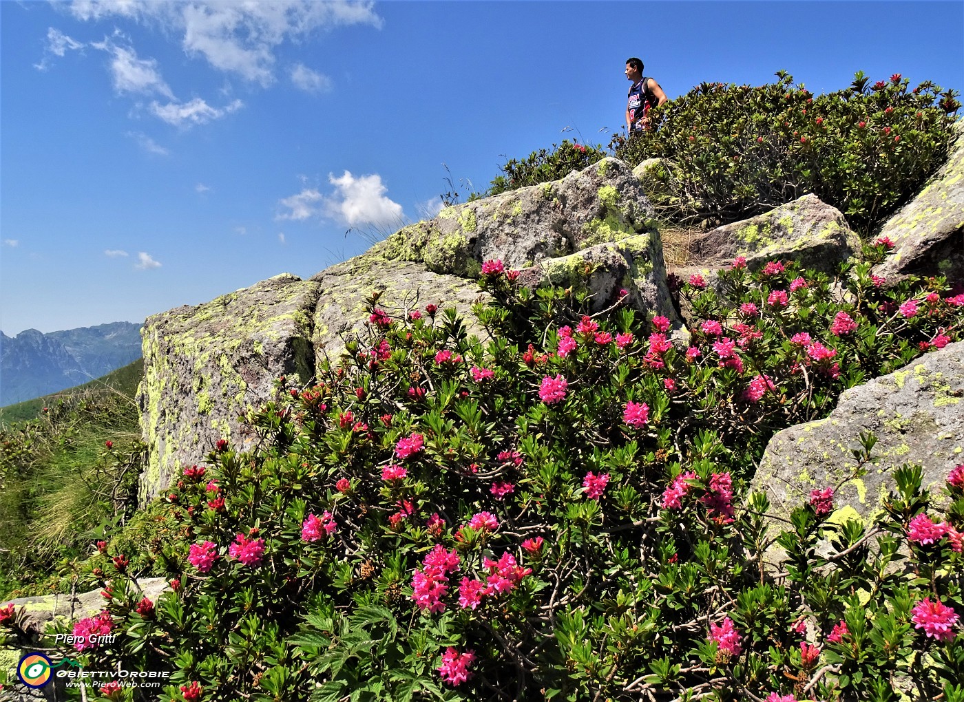 47 Rhododendron ferrugineum (Rododendro rosso) sulla cresta di vetta del Mincucco.JPG
